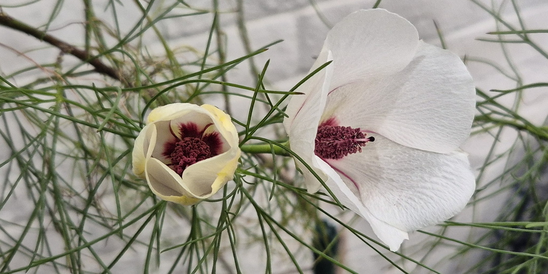 Алиогоне хакеифолия желтый. Лат: Alyogyne hakeifolia 'Elle Marie' (или 'Elle Maree')