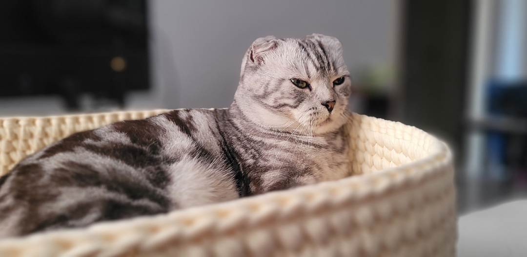 Почему кошки обижаются