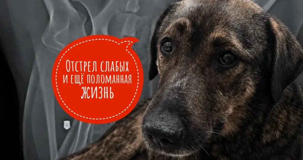 Что это за безумная «охота» на кошек и щенков?
