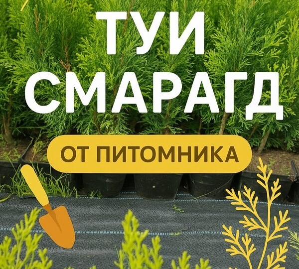 Хотите украсить участок туями