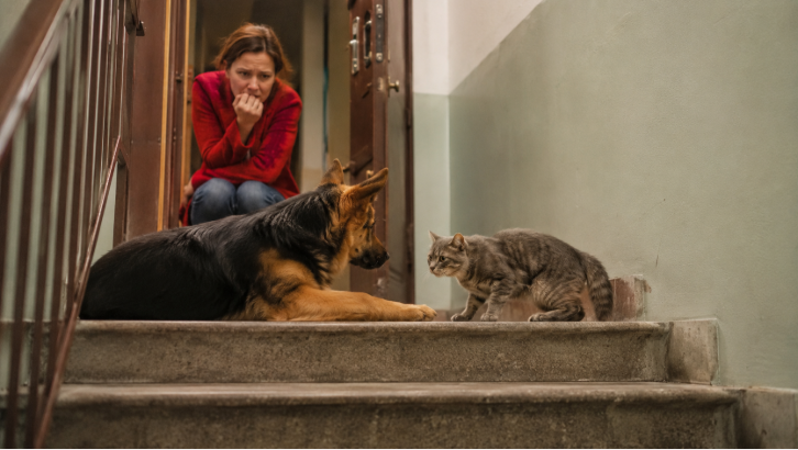 Кота уже собирались увезти обратно, пока собака не легла между ним и лестницей
