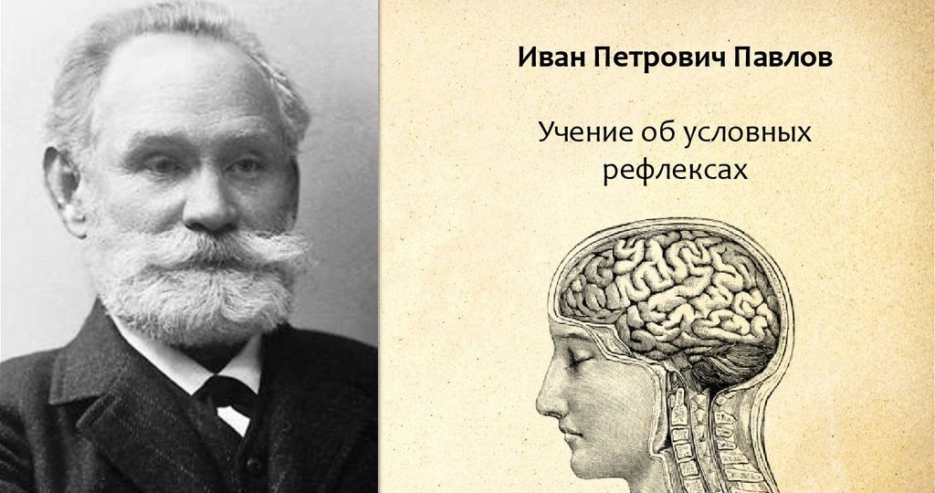 Рефлексы Павлова: как мозг превращает усилия в привычки