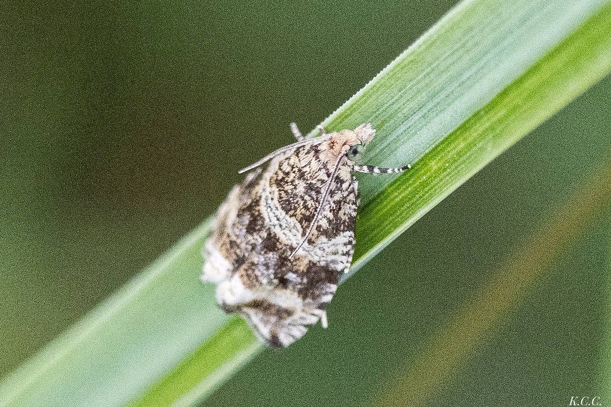 Листовёртка (Tortricidae) — небольшая ночная бабочка Orthotaenia undulana., фото автора