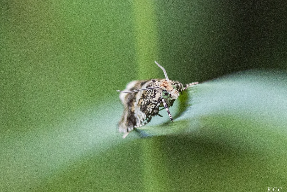 Листовёртка (Tortricidae) — небольшая ночная бабочка Orthotaenia undulana., фото автора