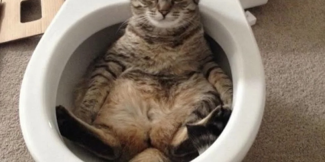 Котам закон не писан: 11 фотографий, после которых вы перестанете чему-либо удивляться