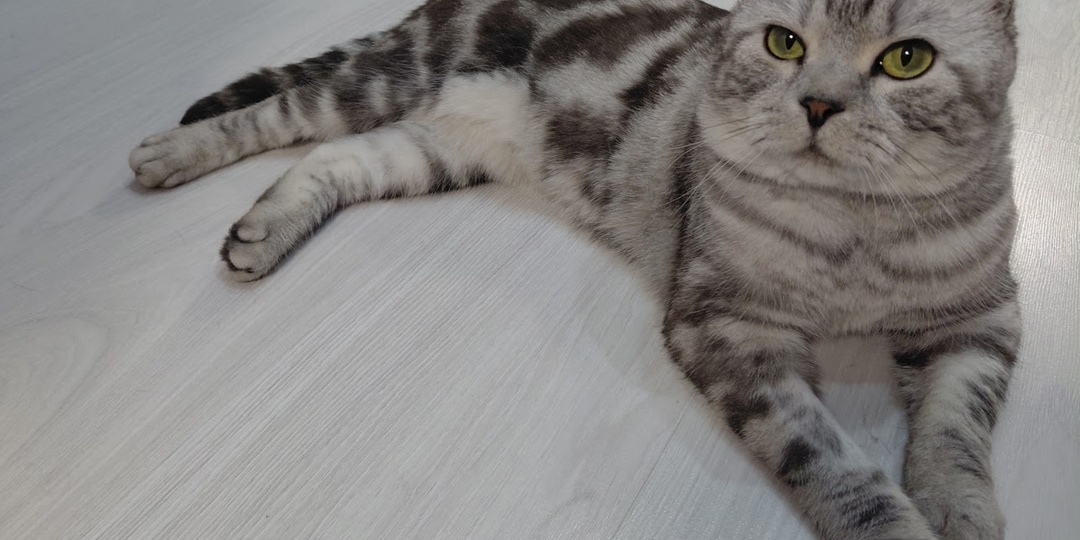 Где кошек проживает больше