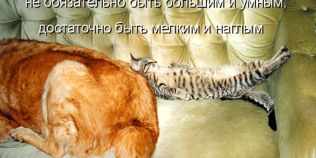 15 смешных фото и секрет кошачьего дежурства: почему ваш котик следит за вами в ванной