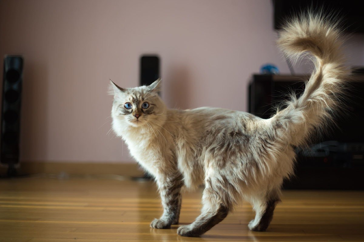 источник фото: https://www.proplan.ru/sites/default/files/inline-images/regdoll_2.jpg