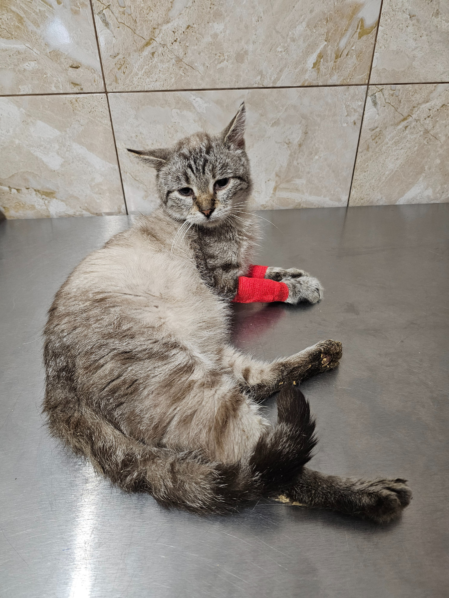 Фото автора. КотЬ оооооочень хочет жить.