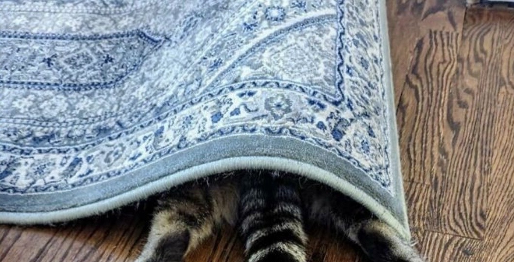 Где могут прятаться коты. Часть 1