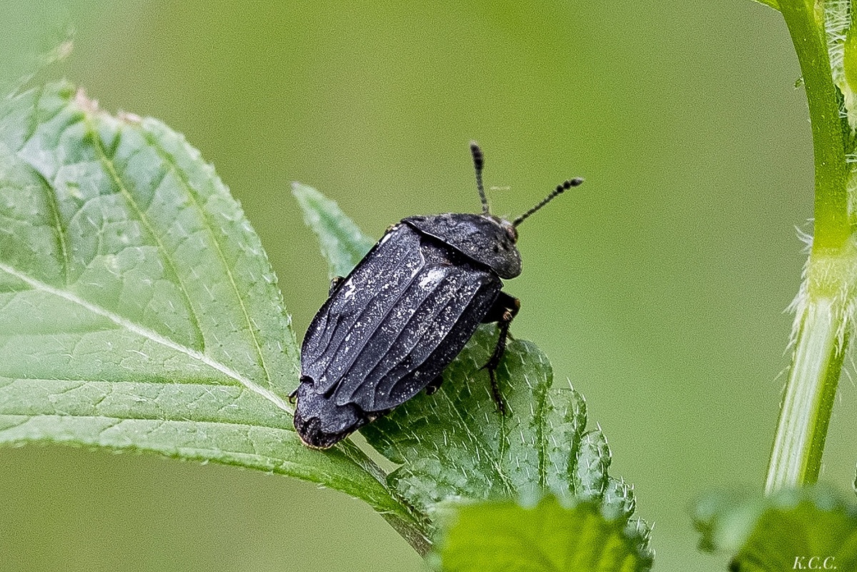 Падальник остроплечий (Thanatophilus sinuatus), фото автора