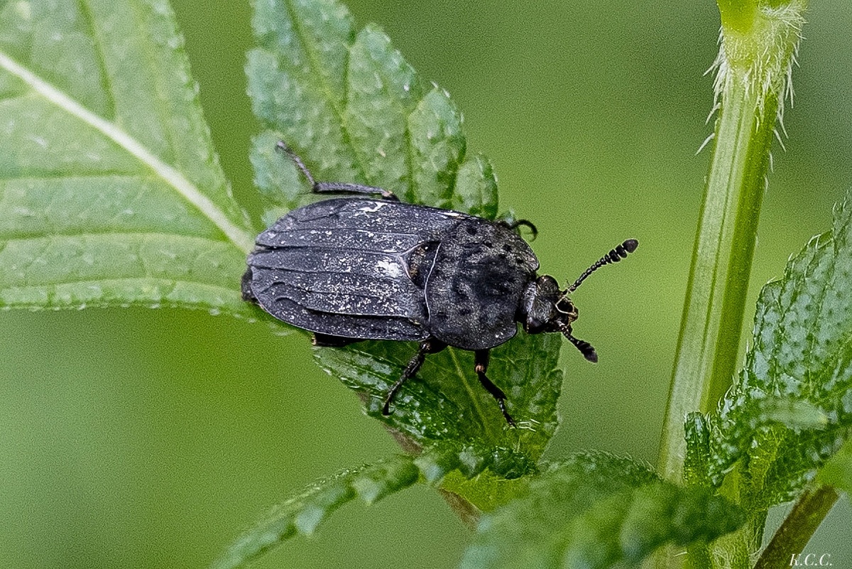 Падальник остроплечий (Thanatophilus sinuatus), фото автора
