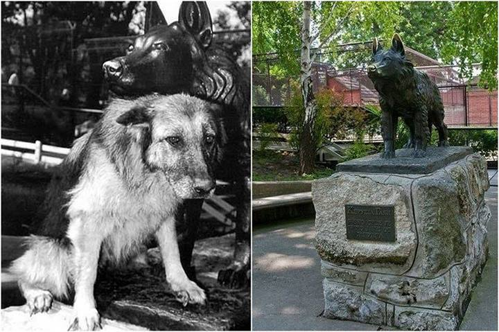 Как бесстрашная овчарка Габи спасла людей в белградском зоопарке