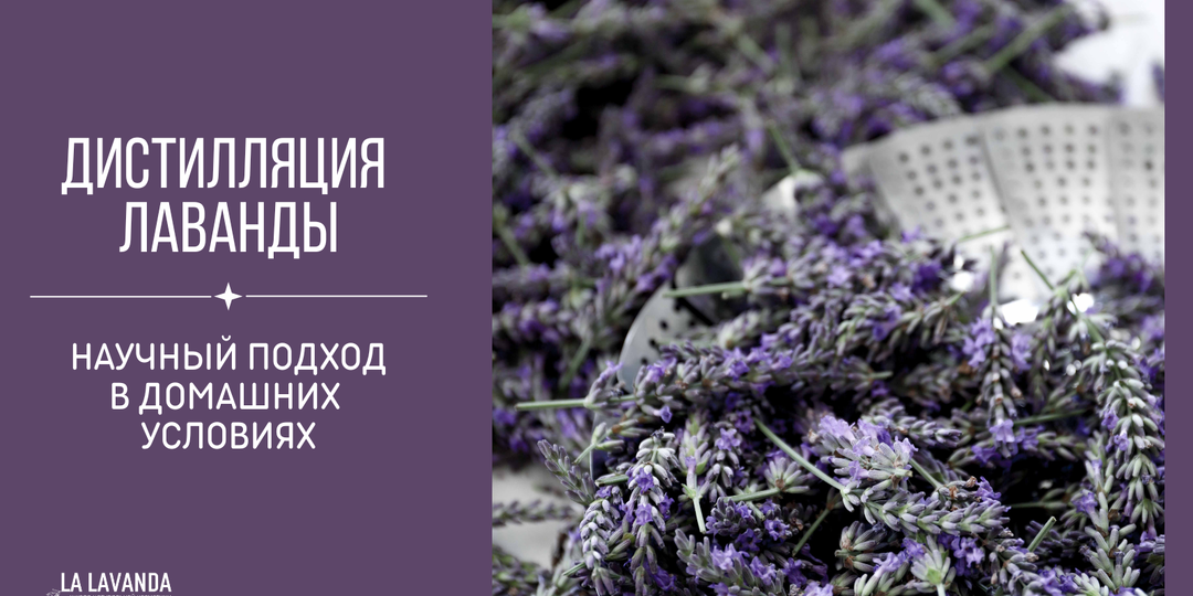 Дистилляция лаванды: научный подход в домашних условиях