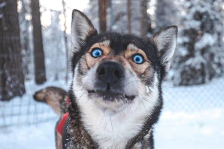 Смешной