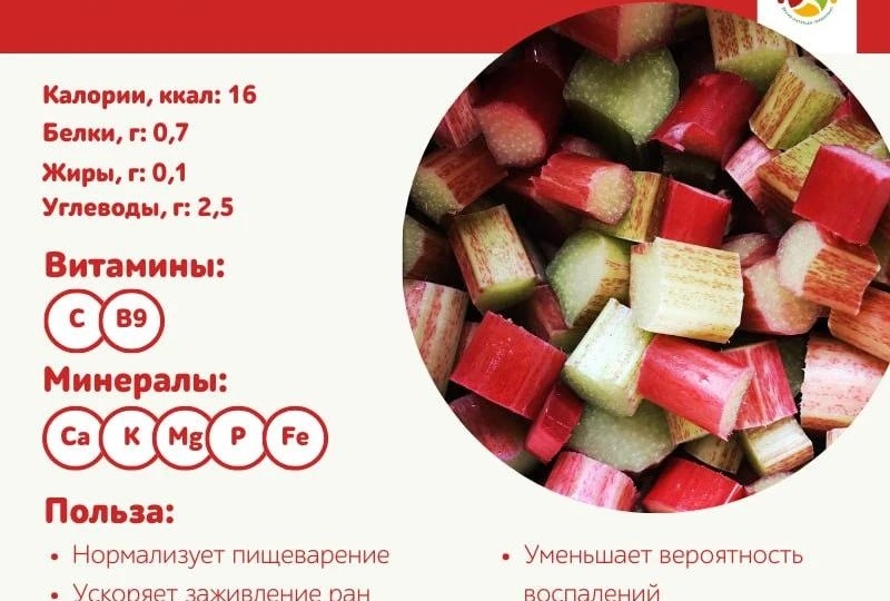 Чем полезен и опасен ревень