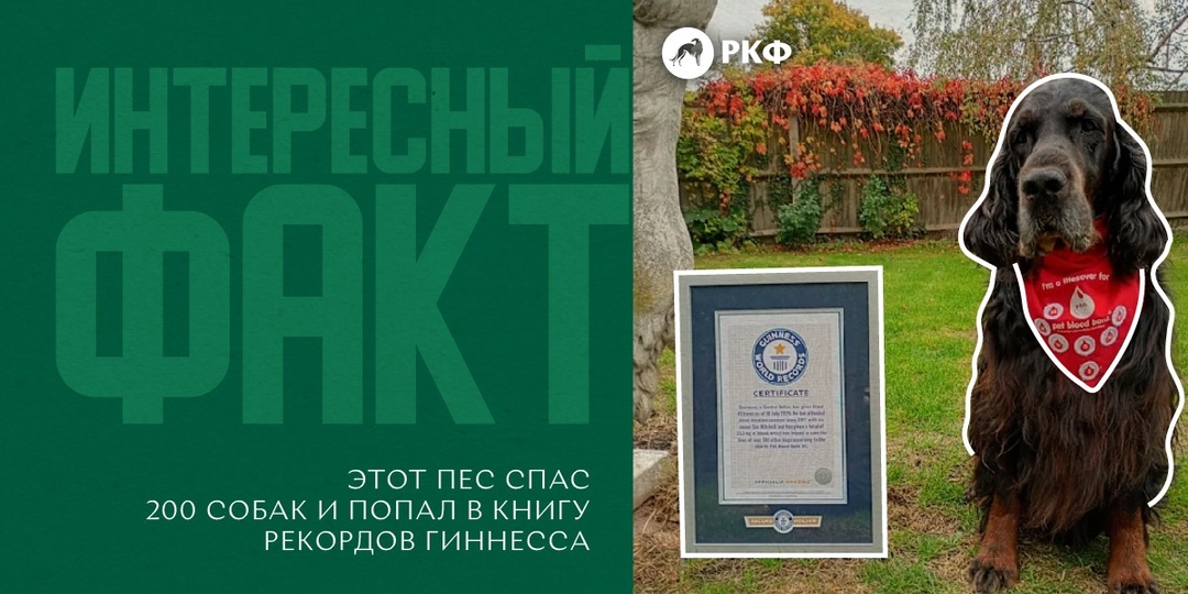 Интересный факт: Этот пёс спас 200 собак и попал в Книгу рекордов Гиннесса