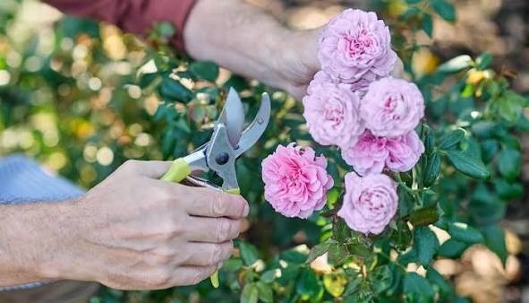 Чек-лист по уходу за розами в середине июля
