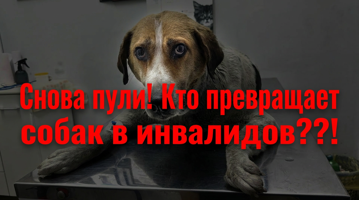 Давайте докажем тому, кто спустил курок, что добро всегда бьёт сильнее пули!!!