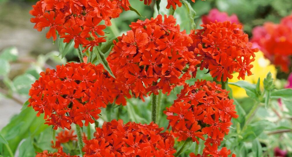 5 красных многолетников для клумбы, которая горит огнем
