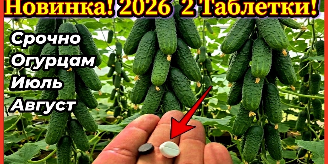 Новинка! 2 ТАБЛЕТКИ под огурцы Июль-Август! Результат шокирует за 3 дня! Лучшая подкормка огурцов!