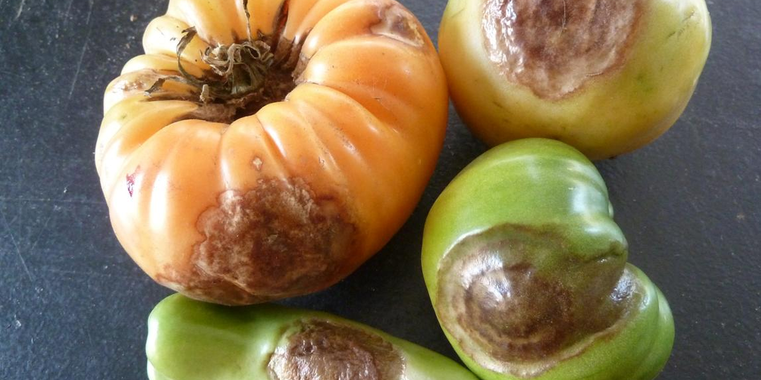 🍅 Если томаты уже заболели фитофторозом: что делать, чтобы спасти урожай и остановить болезнь