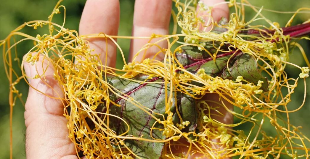 Они захватят ваш участок, если не знать их в лицо: 6 карантинных сорняков и как их одолеть