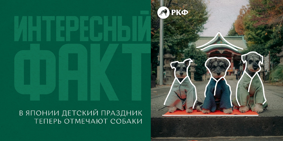 Интересный факт: В Японии детский праздник теперь отмечают собаки