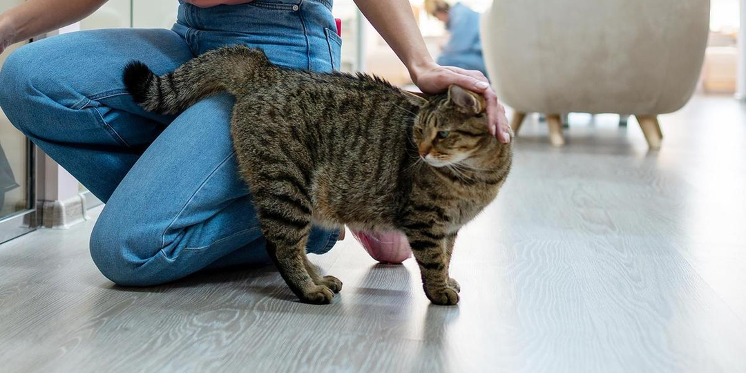 😼 Почему кошка поворачивается к вам задом: неуважение или комплимент?
