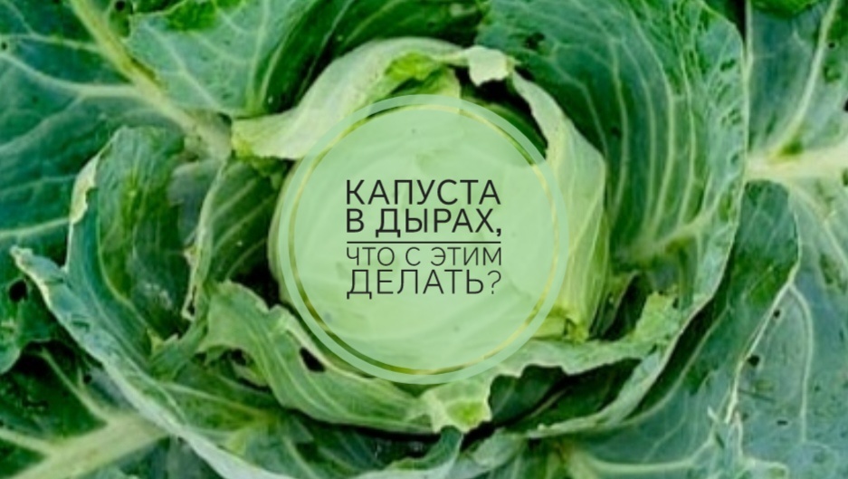 Капуста в дырах? Чем обработать, чтобы спасти кочаны