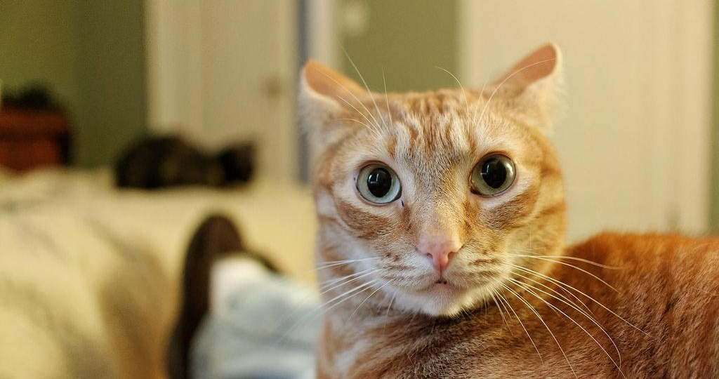 🐱 Кошка мяукает и смотрит в глаза: как понять, что она хочет сказать
