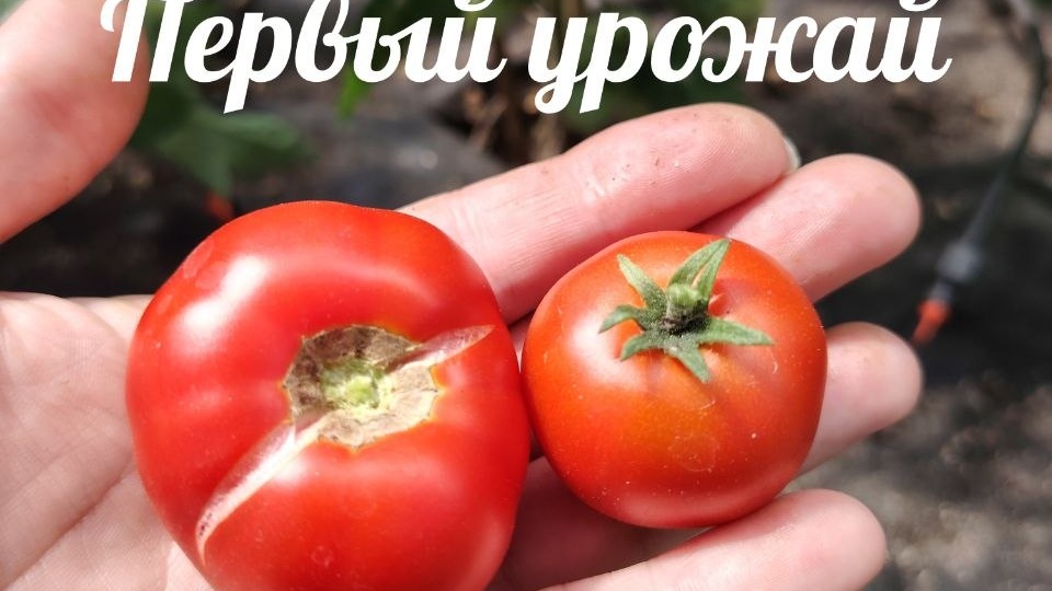 Первые зрелые помидоры 2026