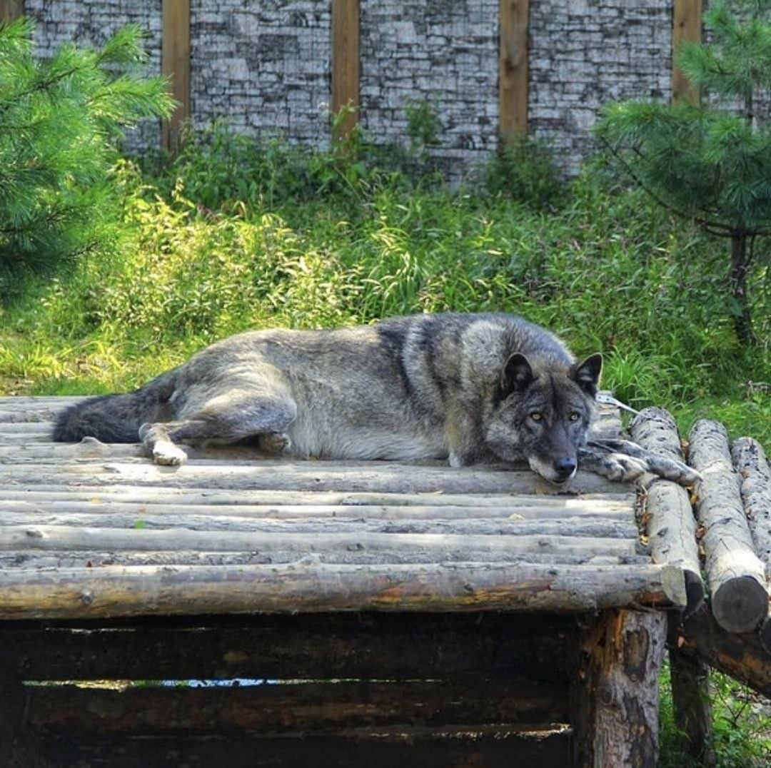 Фото из телеграм-канала зоопарка «Садгород» (zoopark_vl)Admin  📷
