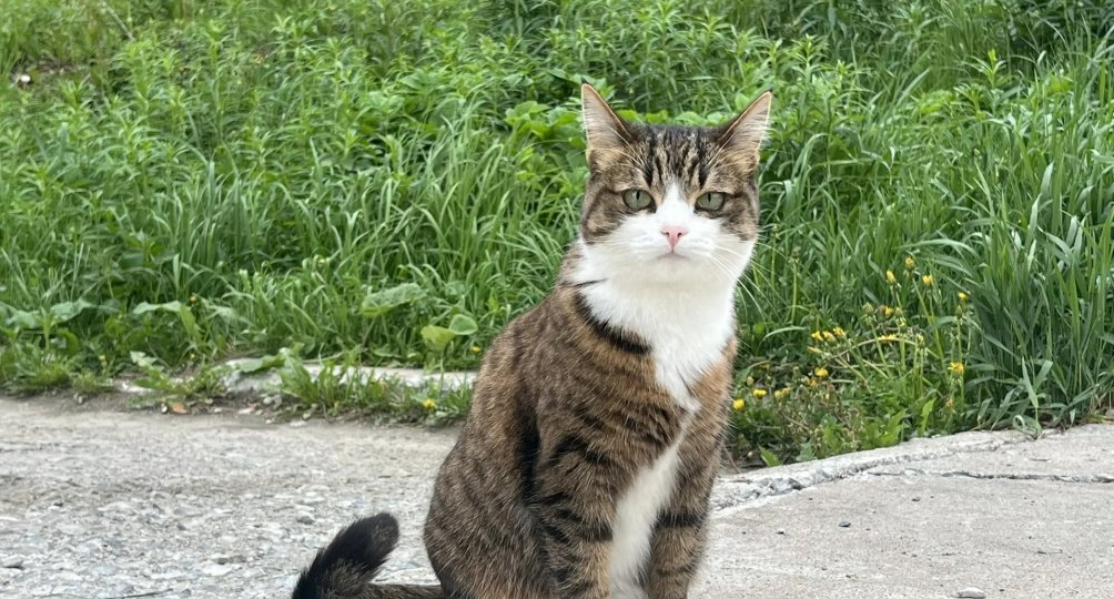 😿 Аскариды у кошек: откуда берутся, как понять и что делать