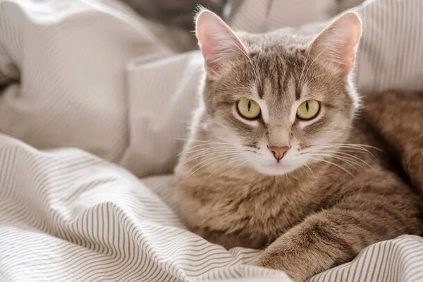 🐱 Когда лучше стерилизовать кошку и до какого возраста можно
