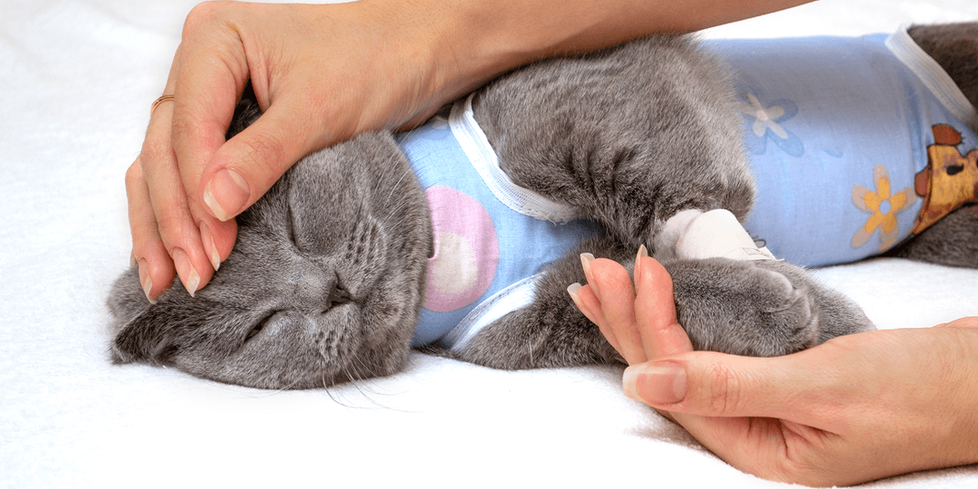 🐱 Как ухаживать за кошкой после стерилизации: полное руководство