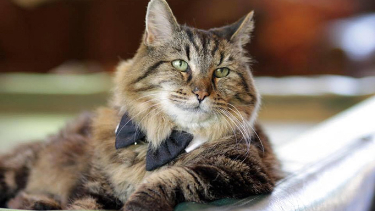 🐱 Как кормить пожилую кошку, чтобы она жила долго и счастливо