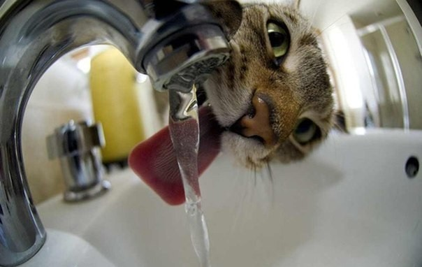 😺 Почему кошки предпочитают воду из-под крана, а не из миски