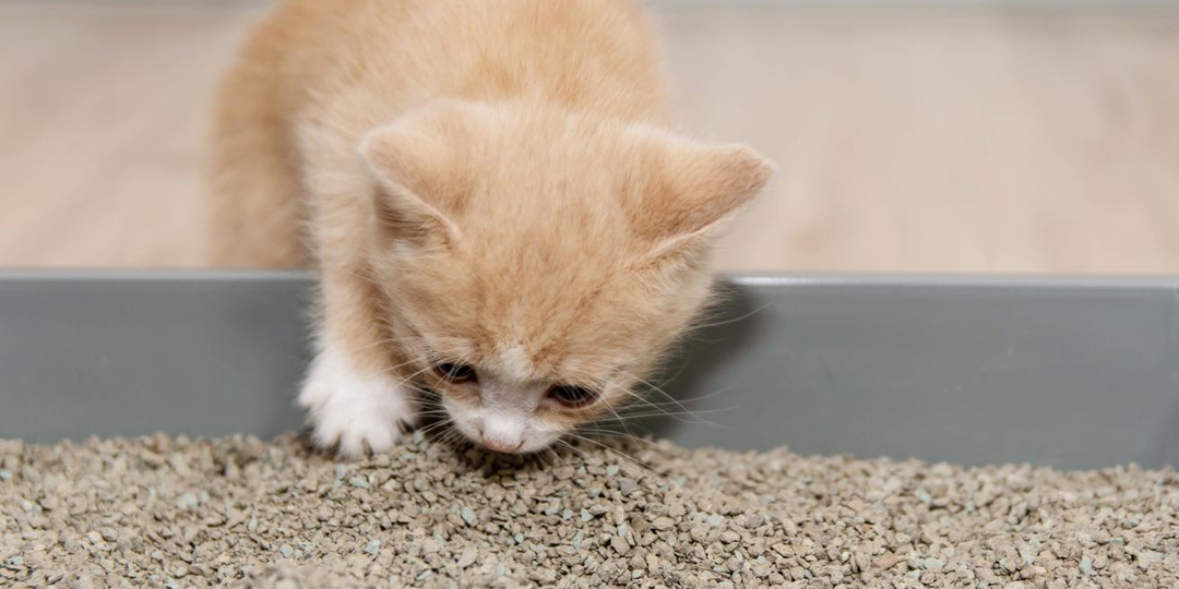 😾 Котёнок ходит мимо лотка? Ищем причину и исправляем