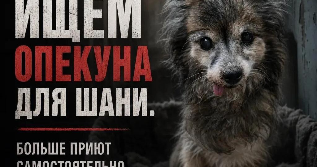 Спасли из ледяной лужи, но самое страшное началось сейчас...
