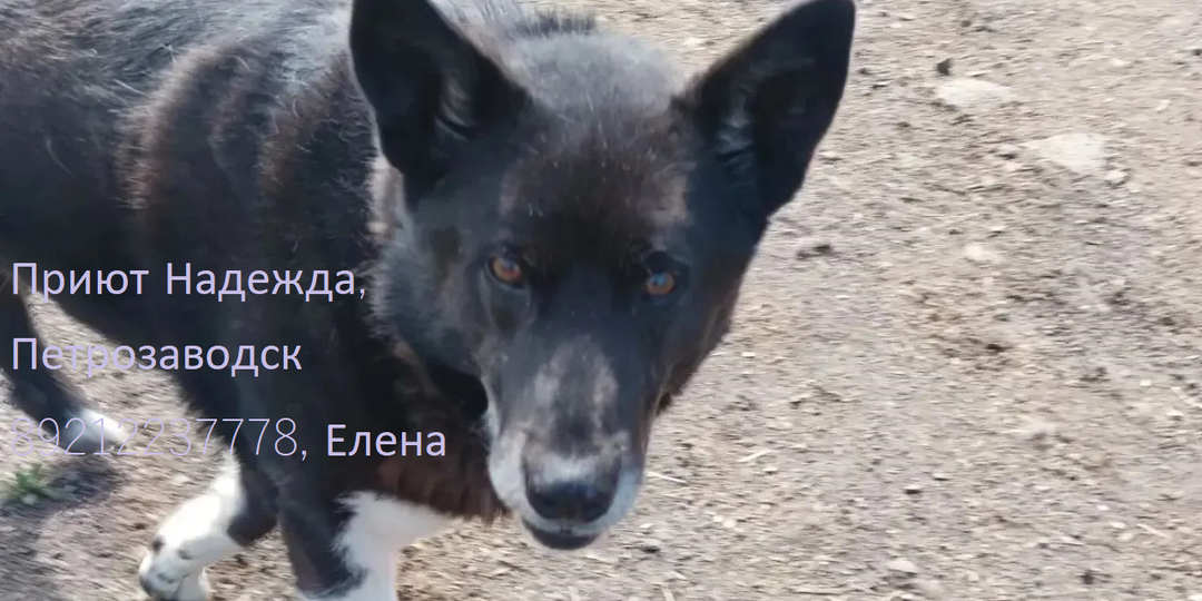 Лапа очень ждет свою маму. Может быть, это вы?