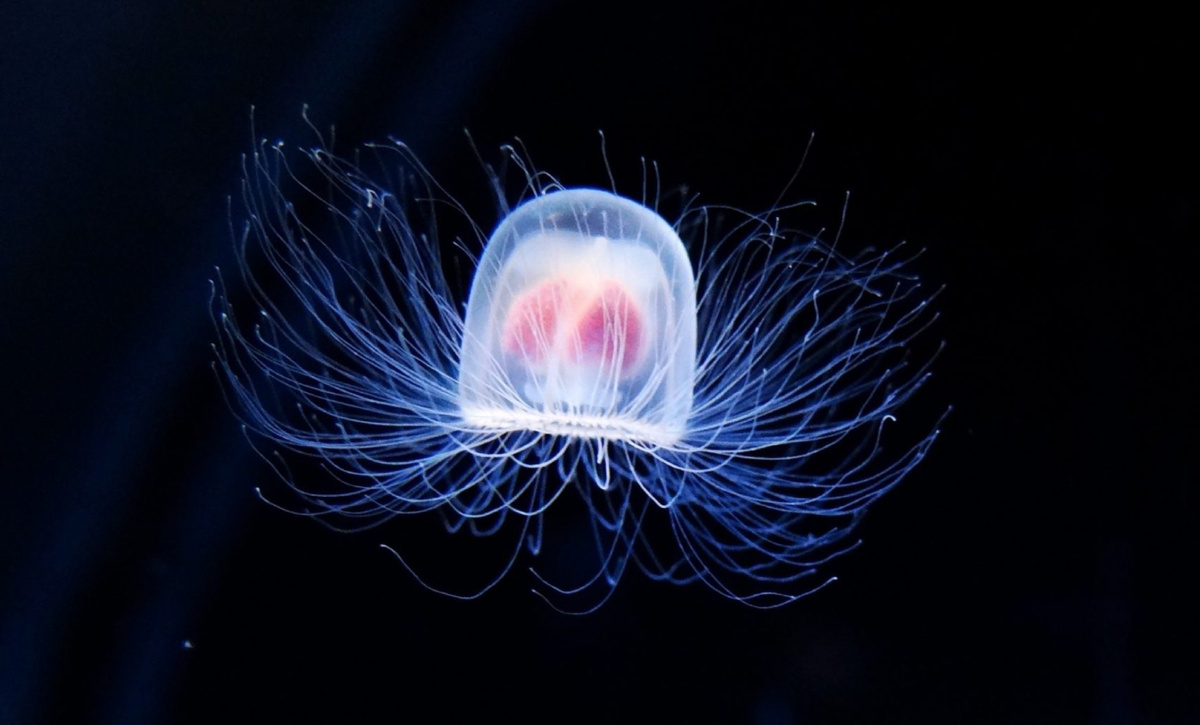 Медуза Turritopsis, 
