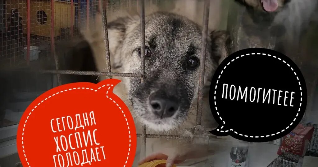 500 собак на трёх лапах смотрят в пустые миски. У нас нет денег даже на «Чаппи»!