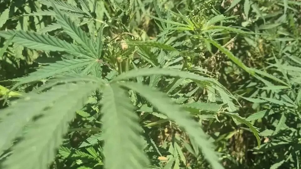 В Андроповском округе уничтожили крупный очаг дикорастущей конопли
