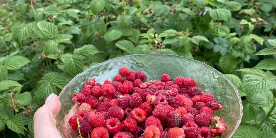 Малина в июльский зной: как не дать ягодам «свариться» и сохранить урожай