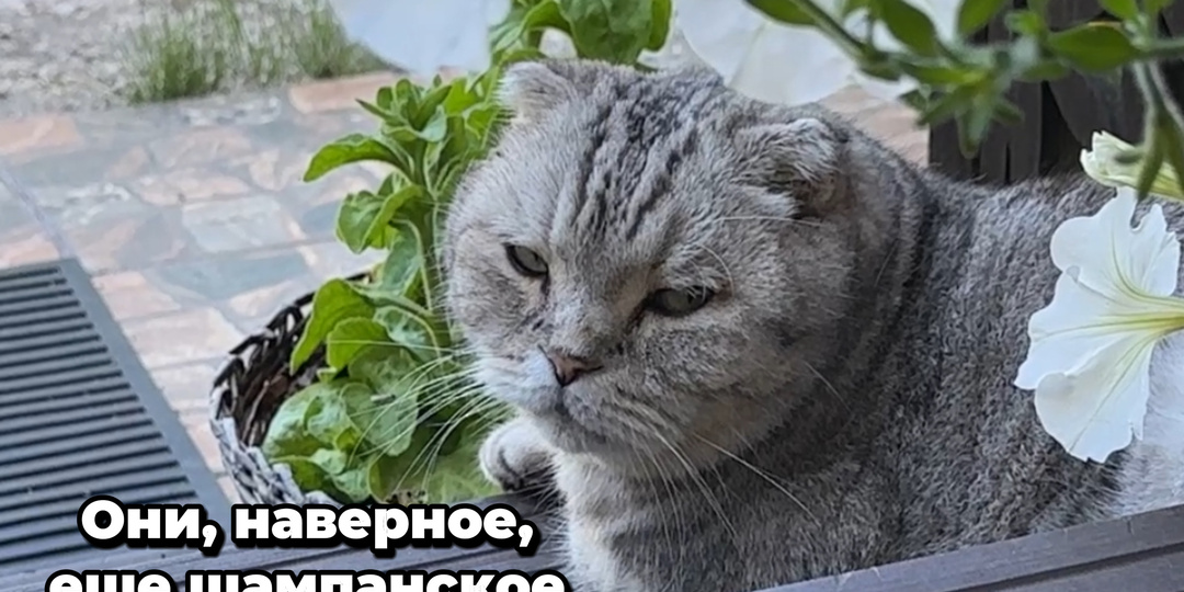 Хорошего вам настроения, друзья🤗