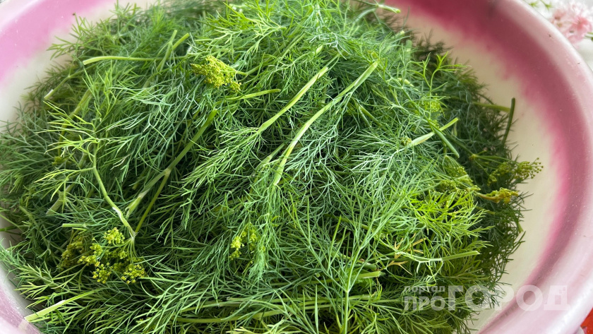 Укроп больше не сушу и не морожу: узнала гениальный рецепт изумрудной заправки — зелень свежая всю зиму