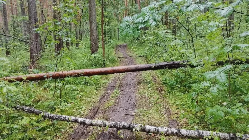    Фото: соцсети Шарташского лесного парка