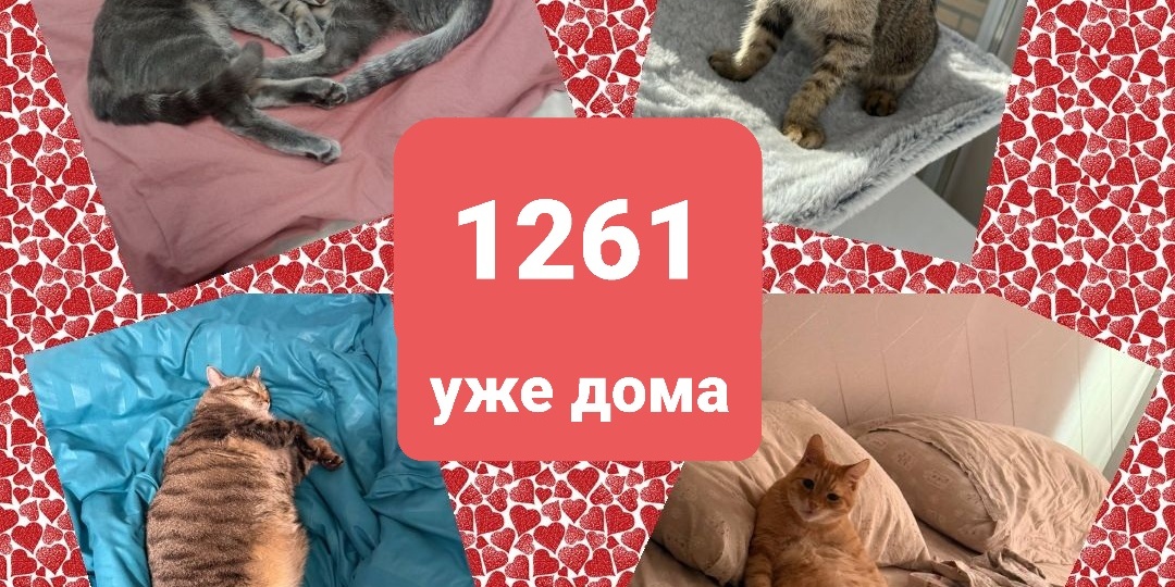 1261 дома. Капля в море слез .