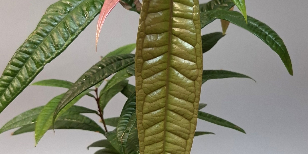 Сизигиум рубокарпум, лат: Syzygium rubrocarpum, часть 2
